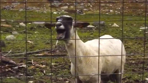 Screaming Sheep