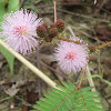sensitive plant, sleepy plant and the touch-me-not