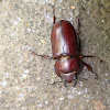 Reddish brown stag beetle