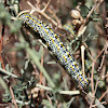 Saharan Swallowtail Larva