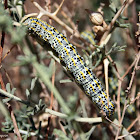 Saharan Swallowtail Larva