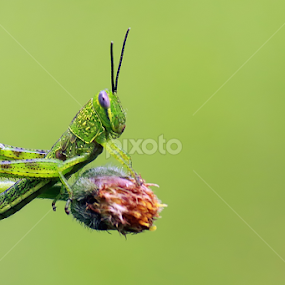 by Didik Baen - Animals Insects & Spiders