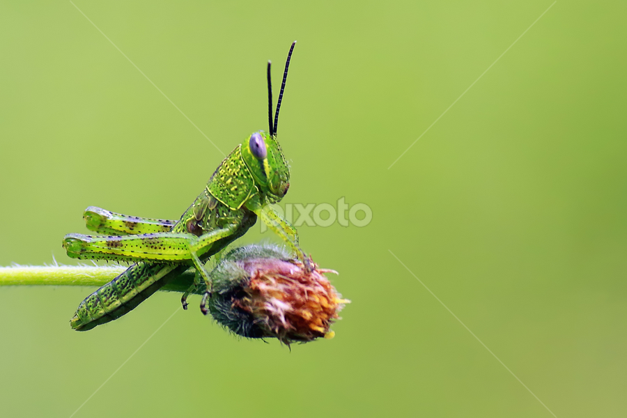 by Didik Baen - Animals Insects & Spiders
