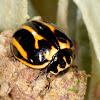 Yellow Lady Beetle