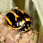Yellow Lady Beetle