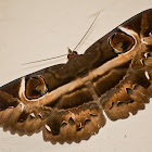 Erabus Moth