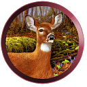 Deer Jungle hunting-Archer mobile app icon