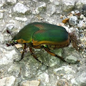 Fruit & Flower Chafers (scarab beetles)  aka Green June Bug