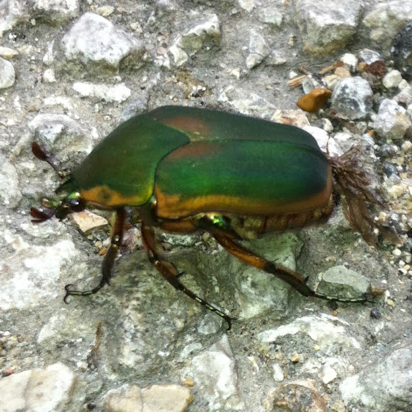 Fruit & Flower Chafers (scarab beetles) aka Green June Bug Project Noah
