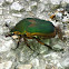 Fruit & Flower Chafers (scarab beetles)  aka Green June Bug