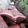 red banded polypore (spores freshly released)