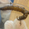 Giant Cranefly Larva