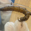Giant Cranefly Larva