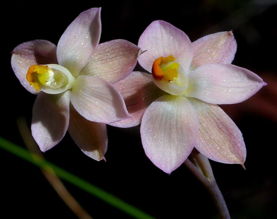 Samlon Sun-orchid