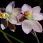 Samlon Sun-orchid