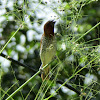 Scaly breasted Munia