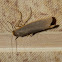 Common Footman