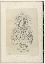 Vijver met dieren en planten