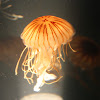 Japanese Sea Nettle