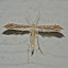 Ambrosia Plume moth