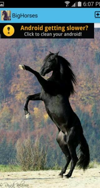 Big Horses - Horse Pictures Screen 2