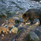 Porco selvagem, Wildschwein