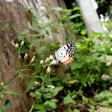 Swallowtail Butterfly