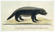 Mellivora capensis (Honey-badger)