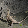 changeable lizard, oriental garden lizard