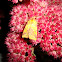 Pink-barred Sallow