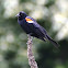 Red Winged Blackbird