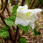 Giant white moonflower