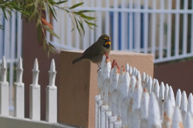 Yellow-faced Grassquit (Male)