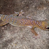 Southern Spotted Velvet Gecko