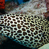 Honeycomb Moray Eel