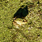 American bullfrog