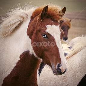 The look... by Kristján Karlsson - Animals Horses