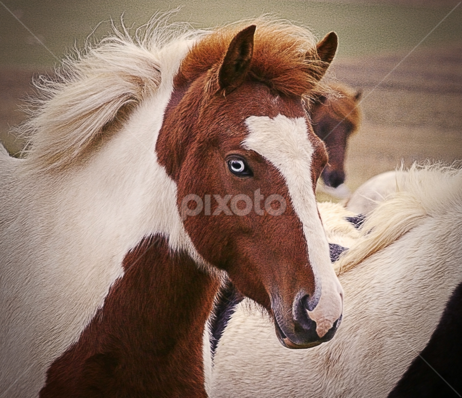The look... by Kristján Karlsson - Animals Horses