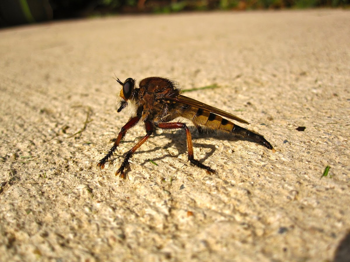 Giant Robberfly