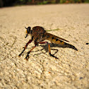 Giant Robberfly