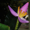 ornamental banana flower