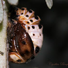 Ashy Gray Lady Beetle Pupa