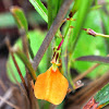 Orange Spade Flower