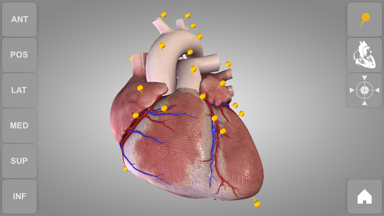 Heart 3D Anatomy Lite - Android Apps on Google Play