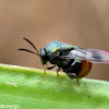 Eucharitid Wasp