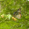 Ceylon Lacewing