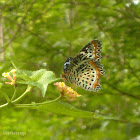 Ceylon Lacewing