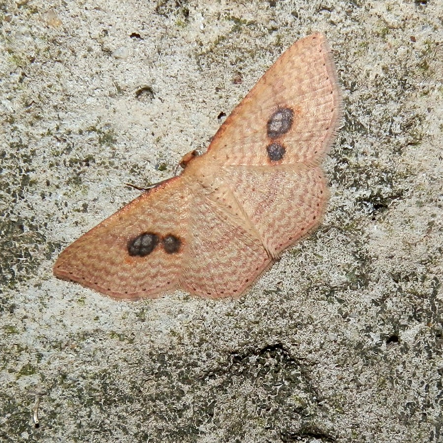 Red-spotted delicate