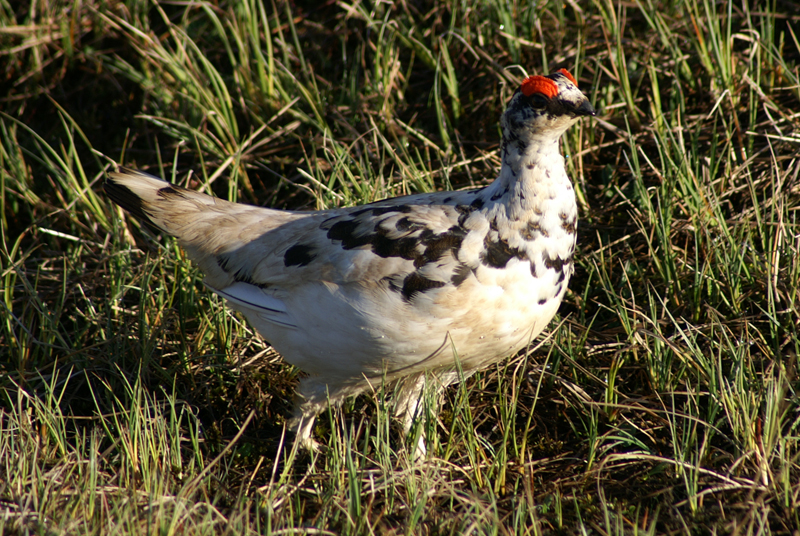 Rock Ptarmigan (male, spring plumage)