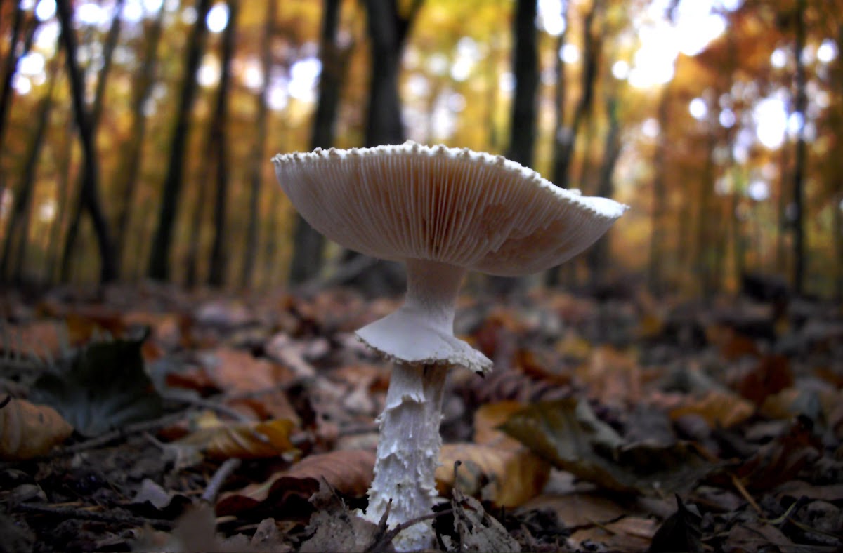 Agaric